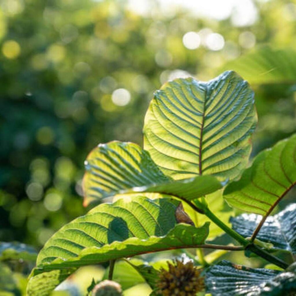 yellow vein kratom