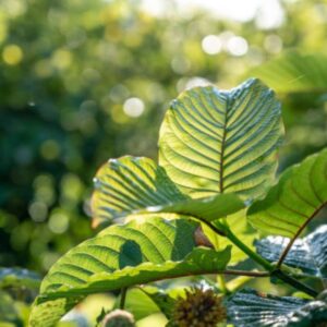 yellow vein kratom