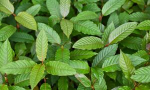 Red Kratom