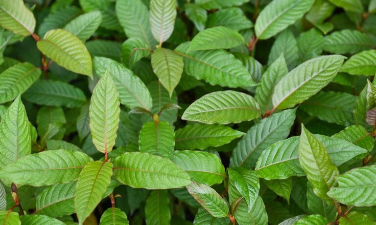 Red Kratom